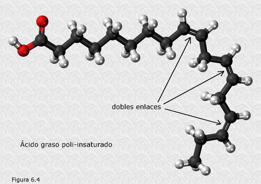 Ácido graso poliinsaturado