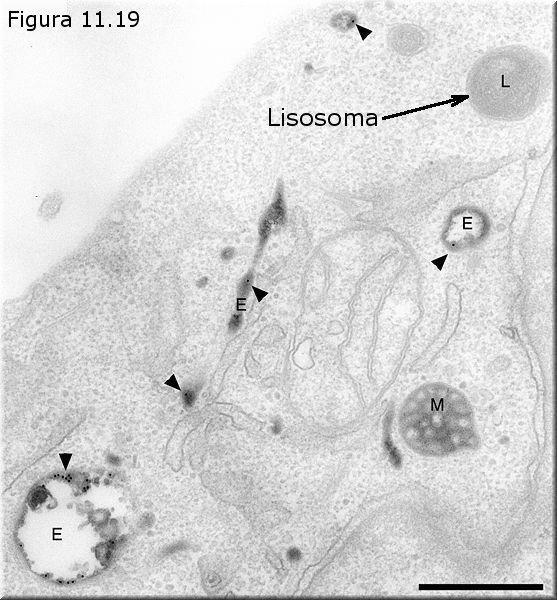 Lisosomas