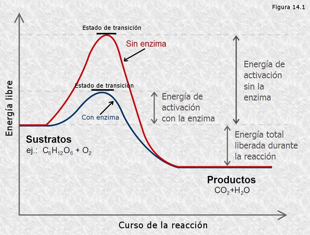 Gráfica velocidad de la reacción/temperatura